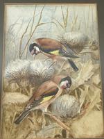 Ornithological Watercolour Finches Birds Study by Florence Barlow Royal Doulton (27 of 40) Ornithological Watercolour Finches Birds Study by Florence Barlow Royal Doulton (27 of 40)