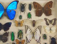 Antique Butterfly and Insect Specimens Collection (8 of 8) Antique Butterfly and Insect Specimens Collection (8 of 8)