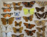 Antique Butterfly & Moth Cased Specimen Collection (3 of 8) Antique Butterfly & Moth Cased Specimen Collection (3 of 8)