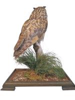 Fine Example of a Long Eared Owl in Glass Case (5 of 5) Fine Example of a Long Eared Owl in Glass Case (5 of 5)