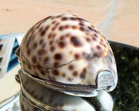 Rare Georgian Solid Silver Mounted Scottish Tiger Cowrie Shell Snuff Box (7 of 11) Rare Georgian Solid Silver Mounted Scottish Tiger Cowrie Shell Snuff Box (7 of 11)