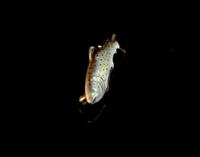 Antique Enamel Salmon Brooch, 15ct Gold, Silver (2 of 14) Antique Enamel Salmon Brooch, 15ct Gold, Silver (2 of 14)