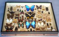 Antique Specimen Butterfly & Insect Case (8 of 8) Antique Specimen Butterfly & Insect Case (8 of 8)