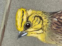 Watercolour "Yellowhammer" Passerine Bird Study By Rolston Gudgeon RSW (21 of 34) Watercolour "Yellowhammer" Passerine Bird Study By Rolston Gudgeon RSW (21 of 34)
