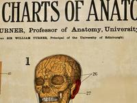 Large University Anatomical Chart “Veins and Lungs” by Turner (6 of 6) Large University Anatomical Chart “Veins and Lungs” by Turner (6 of 6)
