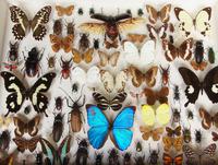 Large Antique Specimen Butterfly & Insect Case (2 of 7) Large Antique Specimen Butterfly & Insect Case (2 of 7)