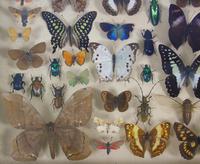 Good Antique Butterfly & Insect Specimens Collection (6 of 7) Good Antique Butterfly & Insect Specimens Collection (6 of 7)
