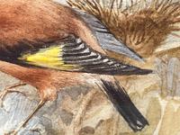 Ornithological Watercolour Finches Birds Study by Florence Barlow Royal Doulton (9 of 40) Ornithological Watercolour Finches Birds Study by Florence Barlow Royal Doulton (9 of 40)