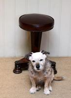 William IV Rosewood Piano Stool (9 of 9) William IV Rosewood Piano Stool (9 of 9)