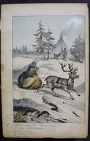 6 Framed Animal Coloured Pictures Plates C1877 Sketches From Nature - N Europe & Lapland (9 of 11) 6 Framed Animal Coloured Pictures Plates C1877 Sketches From Nature - N Europe & Lapland (9 of 11)