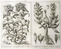 Unique Original French 18th Century Botanical Copperplate Prints (6 of 7) Unique Original French 18th Century Botanical Copperplate Prints (6 of 7)