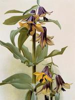 Stunning 'Fritillaria' Chromolithograph. Henry G Moon. 1903 (2 of 4) Stunning 'Fritillaria' Chromolithograph. Henry G Moon. 1903 (2 of 4)