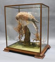 Fine Edwardian Cased Taxidermy Kestrel (2 of 10) Fine Edwardian Cased Taxidermy Kestrel (2 of 10)
