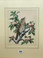 Watercolour "Chirping Song Thrush Bird" Signed Charles Frederick Tunnicliffe OBE RA 1901-1979 (4 of 35) Watercolour "Chirping Song Thrush Bird" Signed Charles Frederick Tunnicliffe OBE RA 1901-1979 (4 of 35)