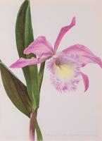 Extraordinary 'Empress of Russia Orchid' Chromolithograph 1903 (4 of 4) Extraordinary 'Empress of Russia Orchid' Chromolithograph 1903 (4 of 4)