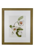 Beautiful 'White Magnolias' Chromolithograph. Henry G Moon. 1903 (4 of 4) Beautiful 'White Magnolias' Chromolithograph. Henry G Moon. 1903 (4 of 4)