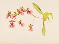 Delicate Oncidium Cucullatum Orchid Chromolithograph 1871-1881 (4 of 4) Delicate Oncidium Cucullatum Orchid Chromolithograph 1871-1881 (4 of 4)