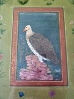 Fine Qajar / Indian School Painting of a Vulture- Signed. (4 of 4) Fine Qajar / Indian School Painting of a Vulture- Signed. (4 of 4)