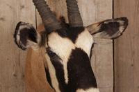 Taxidermy Gemsbok (2 of 6) Taxidermy Gemsbok (2 of 6)