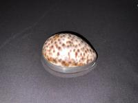 Georgian Cowrie Snuff Box (4 of 5) Georgian Cowrie Snuff Box (4 of 5)