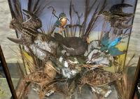 Taxidermy Edwardian Case of 7 Birds Inc: Kingfisher, Snipe, Moorhen & Woodcock (5 of 15) Taxidermy Edwardian Case of 7 Birds Inc: Kingfisher, Snipe, Moorhen & Woodcock (5 of 15)