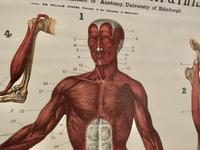 Large University Anatomical Chart “Muscles” by Turner (7 of 7) Large University Anatomical Chart “Muscles” by Turner (7 of 7)