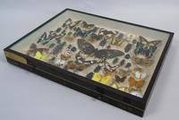 Antique Insect and Butterfly Specimens Collection (6 of 7) Antique Insect and Butterfly Specimens Collection (6 of 7)