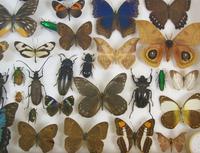 Good Antique Butterfly & Insect Specimens Collection (6 of 8) Good Antique Butterfly & Insect Specimens Collection (6 of 8)