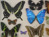Antique Specimen Butterfly Case (4 of 5) Antique Specimen Butterfly Case (4 of 5)