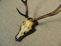 19th Century Antique Antlers on Shield (2 of 5) 19th Century Antique Antlers on Shield (2 of 5)