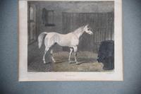 Pair Antique Race Horse Engravings (10 of 11) Pair Antique Race Horse Engravings (10 of 11)