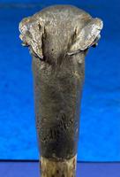 Late Victorian Birch Greyhound Walking Stick (17 of 21) Late Victorian Birch Greyhound Walking Stick (17 of 21)