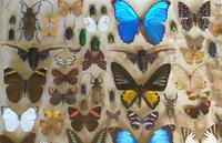 Antique Specimen Butterfly & Insect Case (3 of 8) Antique Specimen Butterfly & Insect Case (3 of 8)