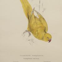 Set of Four 19th Century Bird Lithographs by Edward Lear (2 of 5) Set of Four 19th Century Bird Lithographs by Edward Lear (2 of 5)