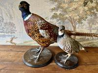 Taxidermy Pheasant & Partridge (4 of 4) Taxidermy Pheasant & Partridge (4 of 4)