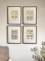 18th Century French Hand Coloured Botanical Copperplate Engravings (6 of 6) 18th Century French Hand Coloured Botanical Copperplate Engravings (6 of 6)