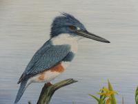 Oil on Canvas Study of a Kingfisher Listed Artist Geoffrey Campbell Black (5 of 10) Oil on Canvas Study of a Kingfisher Listed Artist Geoffrey Campbell Black (5 of 10)
