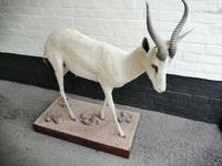 Taxidermy: An African Antelope (2 of 7) Taxidermy: An African Antelope (2 of 7)