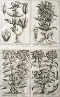 Unique Original French 18th Century Botanical Copperplate Prints (5 of 7) Unique Original French 18th Century Botanical Copperplate Prints (5 of 7)