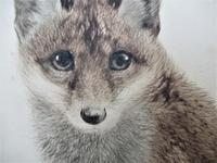 Original print, drypoint engraving, Study of a Fox Cub, indistinctly signed, c1930 (5 of 6) Original print, drypoint engraving, Study of a Fox Cub, indistinctly signed, c1930 (5 of 6)