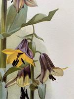 Stunning 'Fritillaria' Chromolithograph. Henry G Moon. 1903 (3 of 4) Stunning 'Fritillaria' Chromolithograph. Henry G Moon. 1903 (3 of 4)