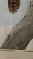Neville Henry Cayley - Pair of Watercolours of Kookaburras (6 of 7) Neville Henry Cayley - Pair of Watercolours of Kookaburras (6 of 7)