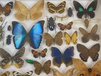 Good Antique Butterfly & Insect Specimens Collection (5 of 8) Good Antique Butterfly & Insect Specimens Collection (5 of 8)