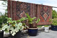 Antique Qasgai Tribal Rug 172x115cm (3 of 5) Antique Qasgai Tribal Rug 172x115cm (3 of 5)
