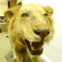 Taxidermy - Lion, Early 20th Century, on Naturalistic Base (2 of 2) Taxidermy - Lion, Early 20th Century, on Naturalistic Base (2 of 2)