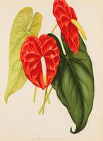 Architectural 'Anthurium Andreanum' Chromolithograph 1871-1881 (4 of 4) Architectural 'Anthurium Andreanum' Chromolithograph 1871-1881 (4 of 4)