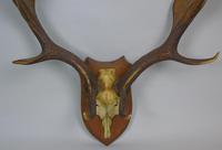 Antique Antlers on Solid Oak Shield (4 of 7) Antique Antlers on Solid Oak Shield (4 of 7)