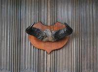 Pair of Cape Buffalo Horn Trophies on Shields (6 of 10) Pair of Cape Buffalo Horn Trophies on Shields (6 of 10)