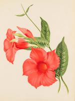 Vibrant 'Dipladenia Profusa (Hort)'' Chromolithograph 1871-1881 (4 of 4) Vibrant 'Dipladenia Profusa (Hort)'' Chromolithograph 1871-1881 (4 of 4)