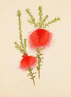 Fine and Intricate 'Beaufortia Spendens' Chromolithograph 1871-1881 (4 of 4) Fine and Intricate 'Beaufortia Spendens' Chromolithograph 1871-1881 (4 of 4)